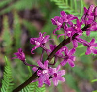 Cassinia walking track - Holiday Sunshine Coast