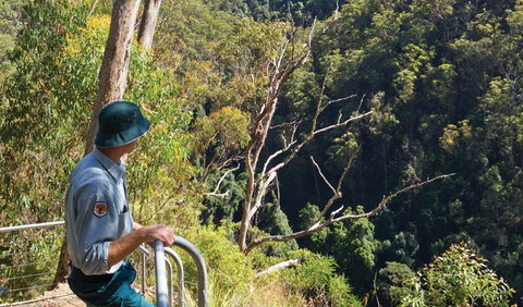 Lyrebird Falls Walking Track - Sunshine Coast Tourism 1