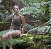 Barrington Tops National Park - Honeysuckle Forest Track - Sunshine Coast Tourism