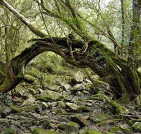 Mitchell River Walking Track - Sunshine Coast Tourism
