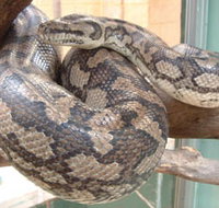 Armadale Reptile Centre - Sunshine Coast Tourism