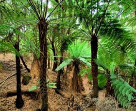 Pegarah Private Nature Reserve & Parenna Place - Sunshine Coast Tourism 0