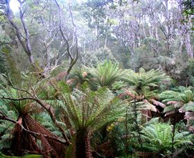 Pegarah Private Nature Reserve & Parenna Place - Sunshine Coast Tourism 1