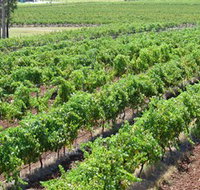 Pokolbin Brothers Wines Hunter Valley - Sunshine Coast Tourism