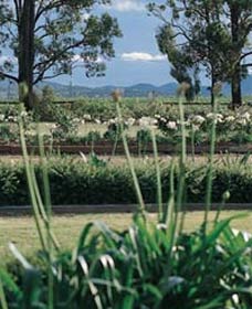 Vinden Estate Wines - Sunshine Coast Tourism 1