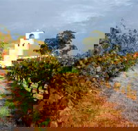 Bimbadgen Winery - Sunshine Coast Tourism