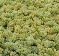 Normanby Wines - Sunshine Coast Tourism