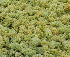 Normanby Wines - Sunshine Coast Tourism 0