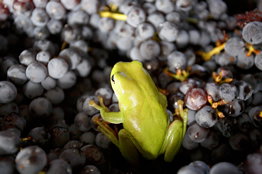 Normanby Wines - Sunshine Coast Tourism 2