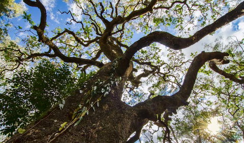 Woko National Park - Sunshine Coast Tourism 1