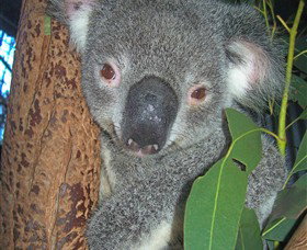 Hunter Valley Zoo - Holiday Sunshine Coast 0