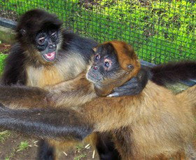 Hunter Valley Zoo - Holiday Sunshine Coast 5