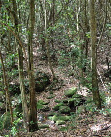 State Forests Of The Watagan Mountains - Holiday Sunshine Coast 2