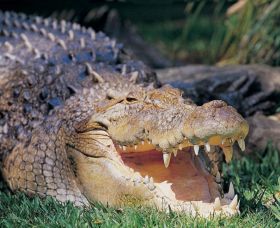 Featherdale Wildlife Park - Holiday Sunshine Coast 1