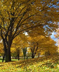 Centennial Park At Cooma - Sunshine Coast Tourism 0