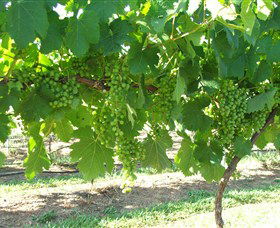 Razorback Ridge Wines - Sunshine Coast Tourism 2