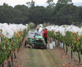 Razorback Ridge Wines - Sunshine Coast Tourism 7