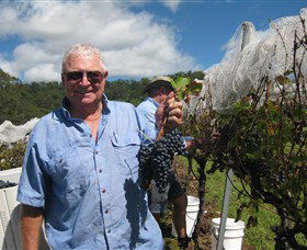 Razorback Ridge Wines - Sunshine Coast Tourism 8