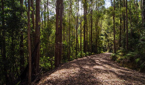 Myrtle Scrub Scenic Drive - Sunshine Coast Tourism 1