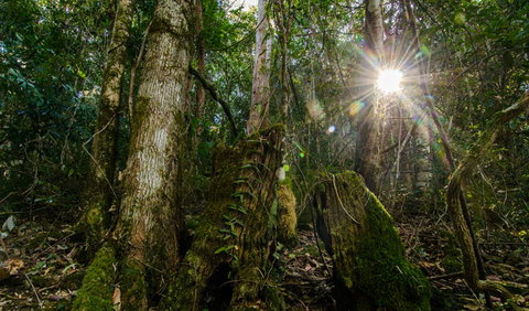 Basin Loop Track - Sunshine Coast Tourism 1