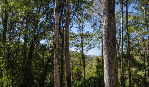 Basin Loop Track - Sunshine Coast Tourism 3