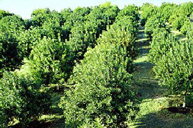 MacNuts WA Shop And Factory - Holiday Sunshine Coast 1