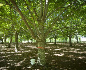 Sassafras Nuts - Sunshine Coast Tourism 0