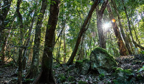 Hidden Treasure Track - Sunshine Coast Tourism 1