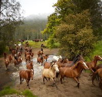 Glenworth Valley Horse Riding - Holiday Sunshine Coast