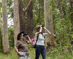Chichester State Forest - Sunshine Coast Tourism 0
