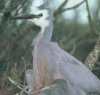 Jack Smith Lake State Game Reserve - Holiday Sunshine Coast