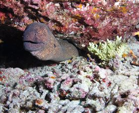 Anchor Bommie Dive Site - Sunshine Coast Tourism 1
