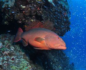 Anchor Bommie Dive Site - Sunshine Coast Tourism 0