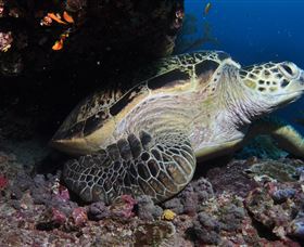 Anchor Bommie Dive Site - Sunshine Coast Tourism 2