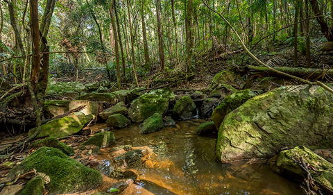 Palm Grove Nature Reserve - Holiday Sunshine Coast 0