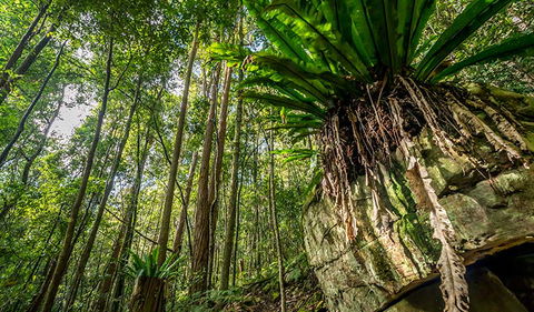 Palm Grove Nature Reserve - Holiday Sunshine Coast 1