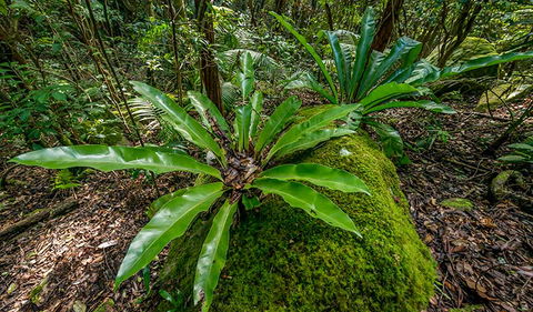 Palm Grove Nature Reserve - Holiday Sunshine Coast 2