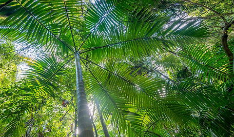 Palm Grove Nature Reserve - Holiday Sunshine Coast 3