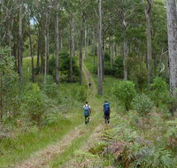 The Green Gully track - Sunshine Coast Tourism