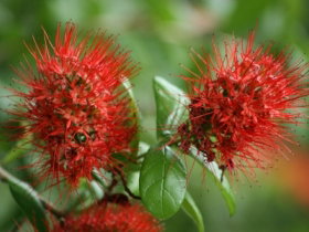 Hervey Bay Botanic Gardens - Sunshine Coast Tourism 2