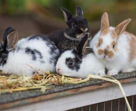 Amazement Farm And Fun Park / Cafe And Farmstay Accommodation - Sunshine Coast Tourism 2