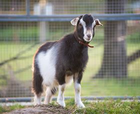 Amazement Farm And Fun Park / Cafe And Farmstay Accommodation - Sunshine Coast Tourism 3