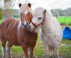 Amazement Farm And Fun Park / Cafe And Farmstay Accommodation - Sunshine Coast Tourism 5