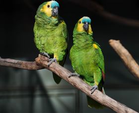 Amazement Farm And Fun Park / Cafe And Farmstay Accommodation - Sunshine Coast Tourism 7