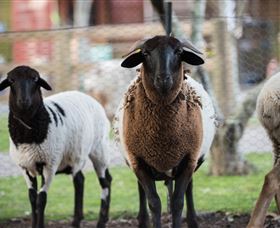 Amazement Farm And Fun Park / Cafe And Farmstay Accommodation - Sunshine Coast Tourism 4