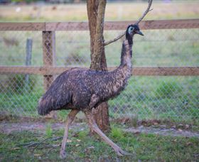 Amazement Farm And Fun Park / Cafe And Farmstay Accommodation - Sunshine Coast Tourism 6