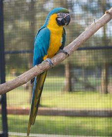 Amazement Farm And Fun Park / Cafe And Farmstay Accommodation - Sunshine Coast Tourism 8