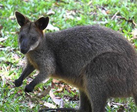 St Ives Precinct - Sunshine Coast Tourism 4