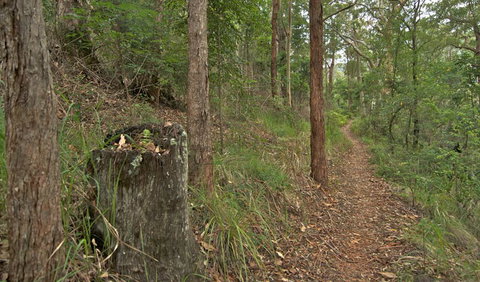 Border Loop Walk - Sunshine Coast Tourism 0