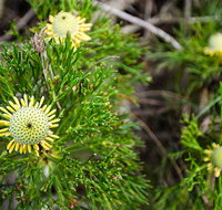 Illawarra lookout walking track - Sunshine Coast Tourism